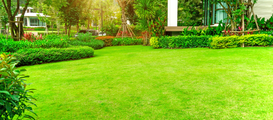 We will provide you with a beautiful and healthy lawn_